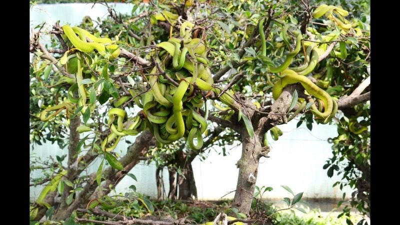 Tour Mekong Delta