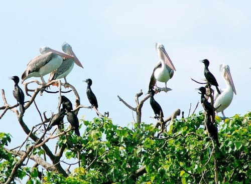 Top thuê xe Phan thiết đi Cà Mau Giá Rẻ [0902802007] Du lịch Bình Thuận