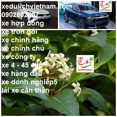 Thue Xe Vinh Long Moc Bai