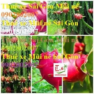 Thue Xe Sai Gon Mui Ne